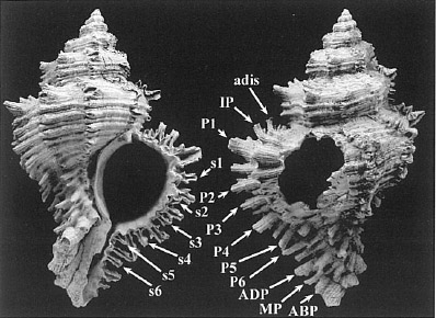 Hexaplex brevicanthos